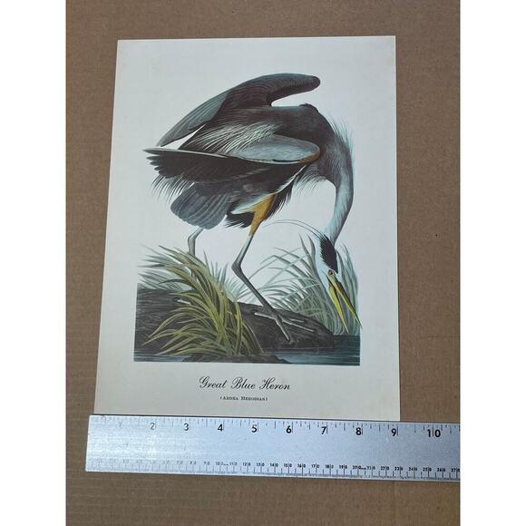 Vintage Great Blue Heron Print Art. Beautiful. Waterfowl. Birds. 12x9"  Decor - Picture 5 of 5